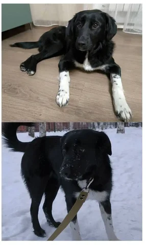 Потерялась собака в Иркутске в районе Поленова - частное объявление в Иркутск