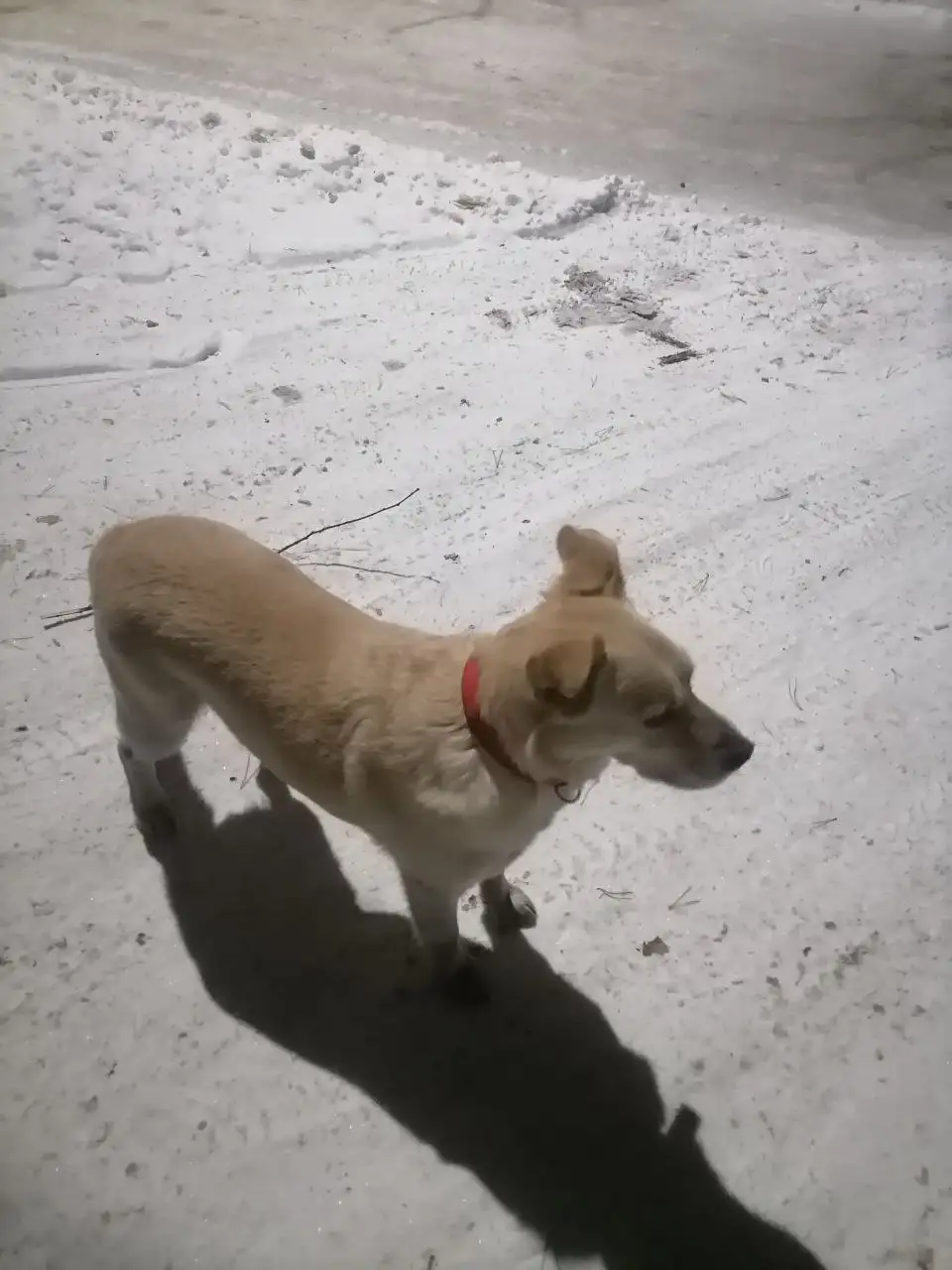 Потерявшаяся собака в парке Курорт Ангара - Животные в Иркутск