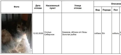 Поиск хозяев для отловленных собак в Усолье-Сибирском - Птица в Усолье-Сибирское
