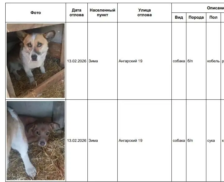 Найдены потерянные собаки в Усолье - Собаки (Животные) в Усолье