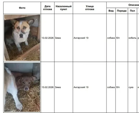 Найдены потерянные собаки в Усолье - Птица в Усолье