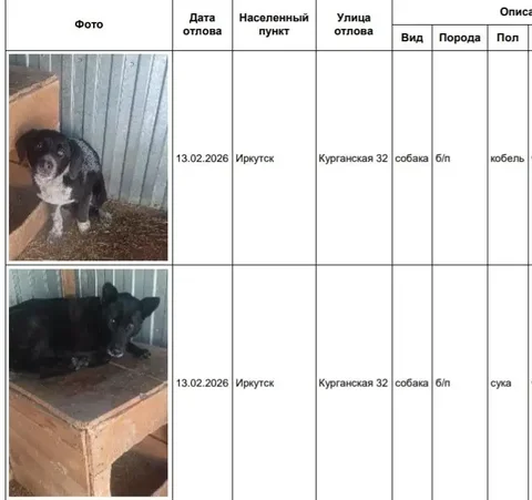 Найденные собаки в приюте Усолья - Потерявшиеся животные в Иркутск