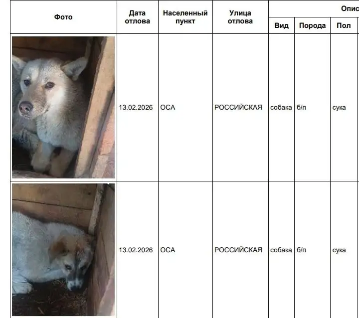 Потерянные собаки в приюте Усолья - Собаки (Животные) в Усолье