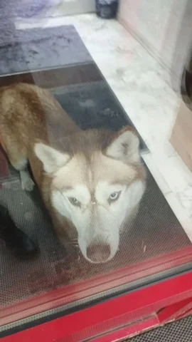 Потеряшка собака в Иркутске - Потерявшиеся животные в Иркутск