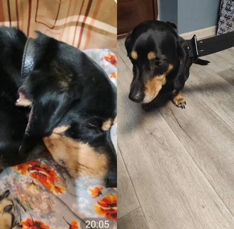 Потерянная такса в Ангарске - Животные в Ангарск