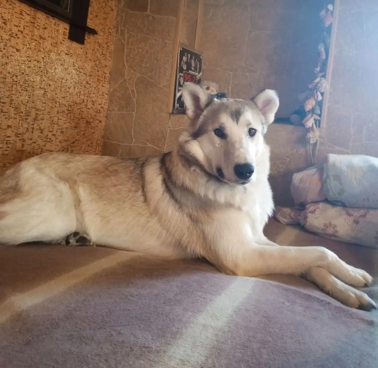 Потерялся кобель хаски-лайка в Иркутске - Собаки (Животные) в Иркутск