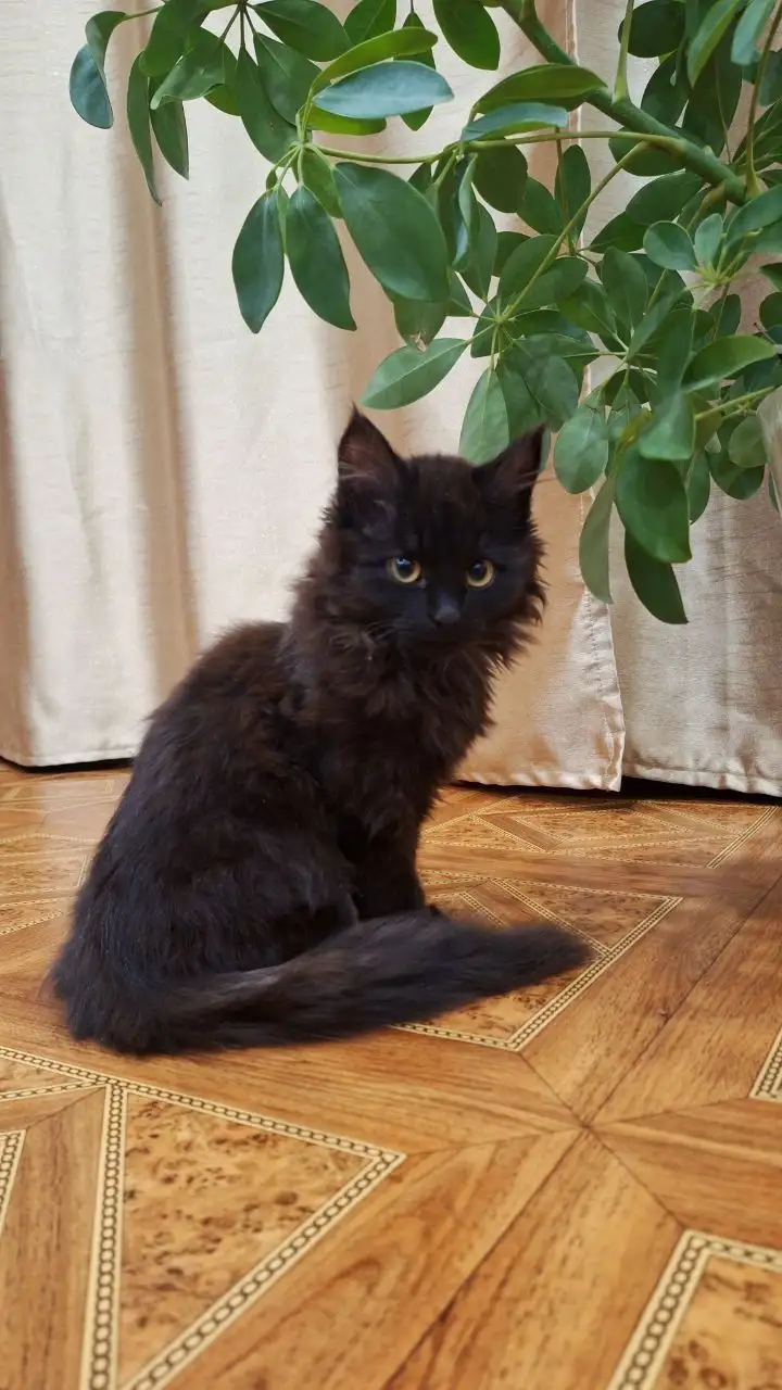 Найдена потерявшаяся кошка в Иркутске - Кошки (Животные) в Иркутск