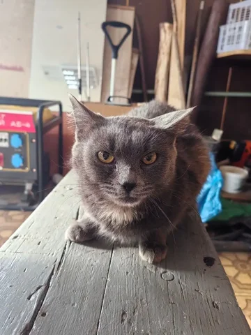 Передержка кошки Киси в Иркутске - частное объявление в Иркутск