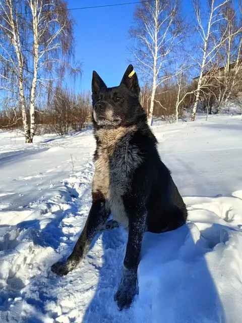 Поиск хозяина потерявшейся собаки в Иркутске - частное объявление в Иркутск