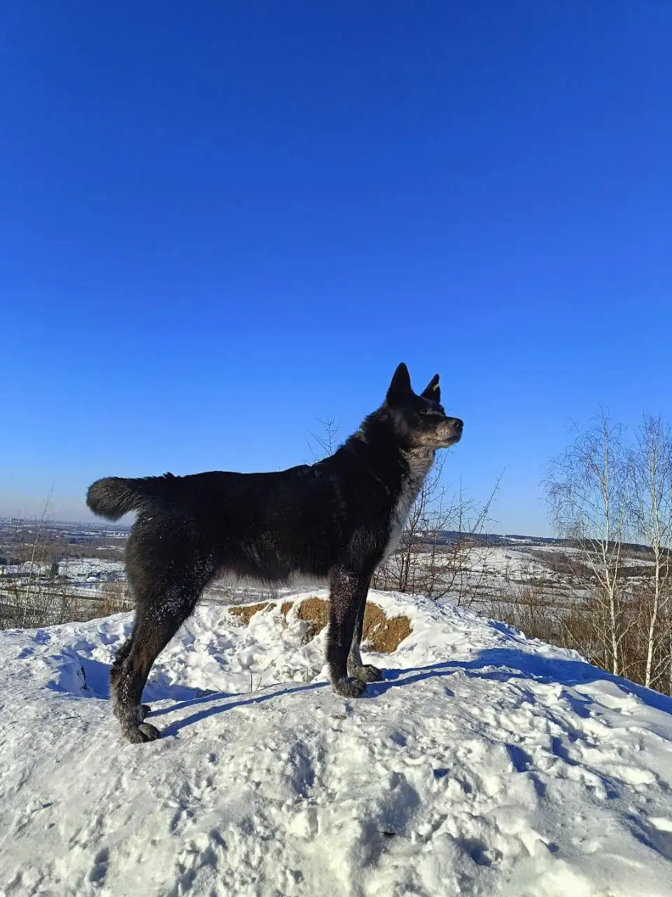 Поиск хозяина потерявшейся собаки в Иркутске - Потерянные животные (Животные) в Иркутск