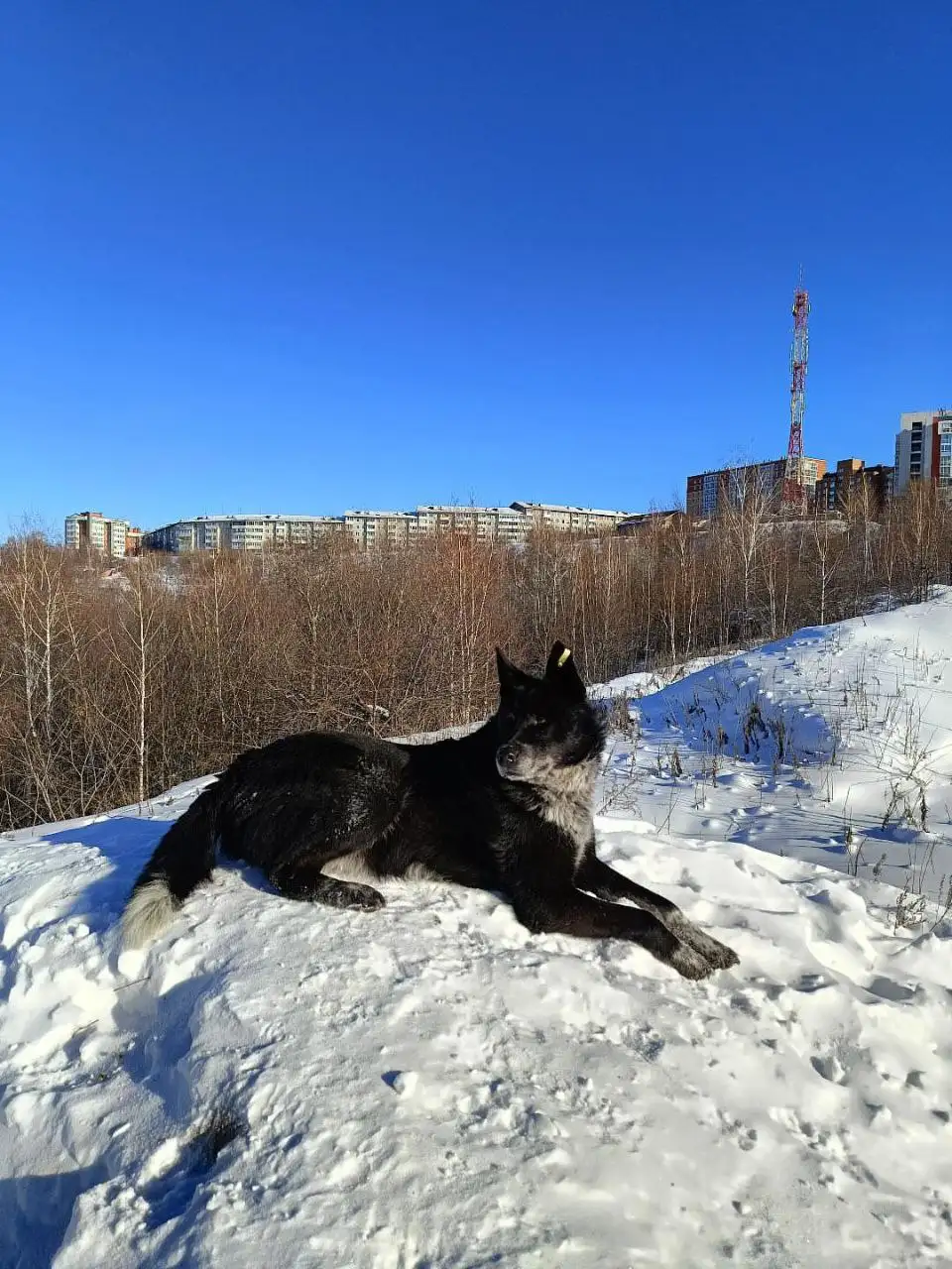 Поиск хозяина потерявшейся собаки в Иркутске - Потерянные животные (Животные) в Иркутск