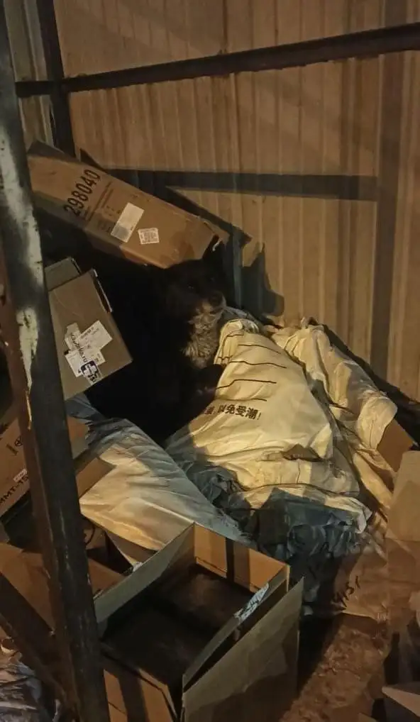 Поиск хозяина потерявшейся собаки в Иркутске - Потерянные животные (Животные) в Иркутск