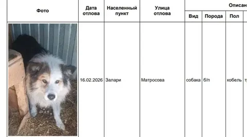 Потерянные собаки в приюте Усолья - Птица в Усолье