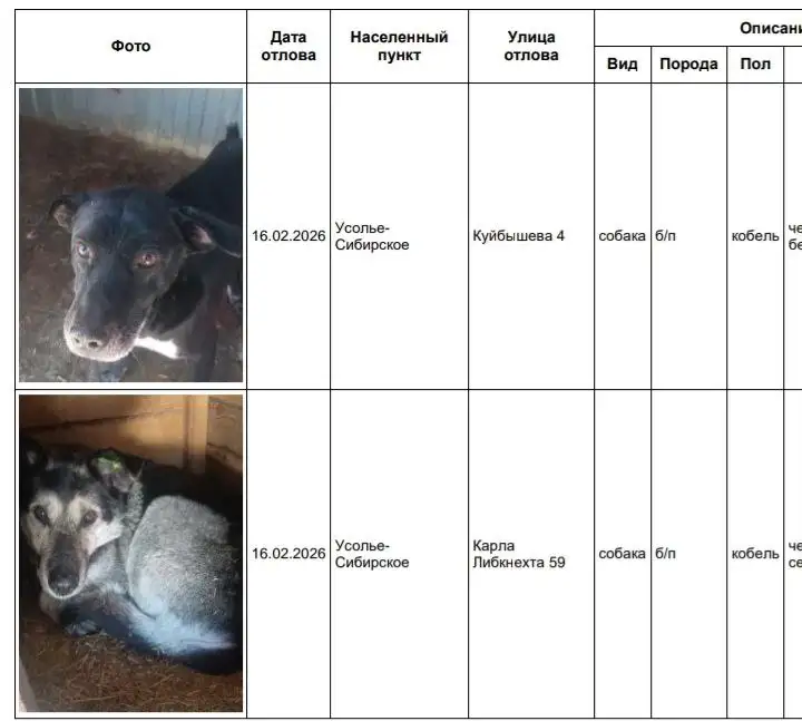 Отловленные собаки в приюте Усолье-Сибирское - Собаки (Животные) в Усолье-Сибирское