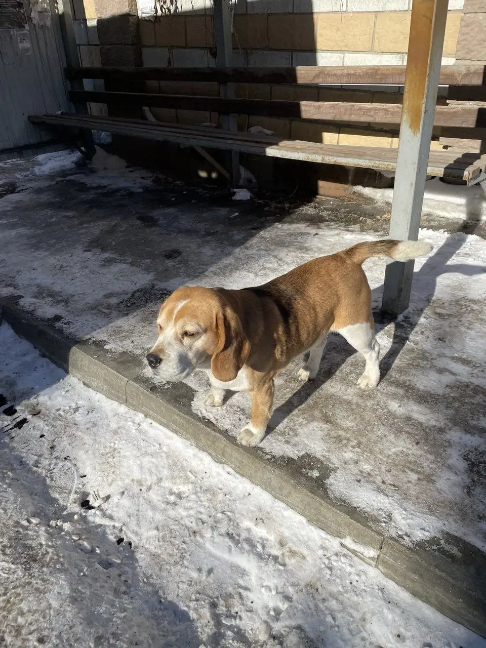 Бигль потерялся в районе коттеджного поселка Эковиль - Животные в Иркутск