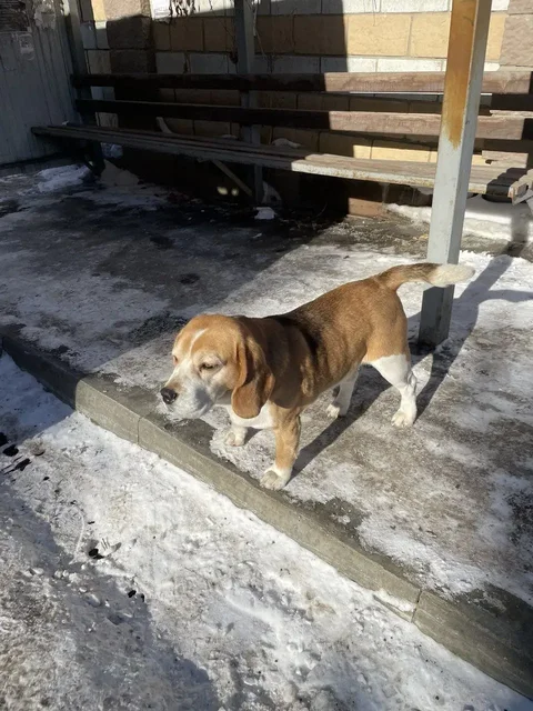 Бигль потерялся в районе коттеджного поселка Эковиль - частное объявление в Иркутск