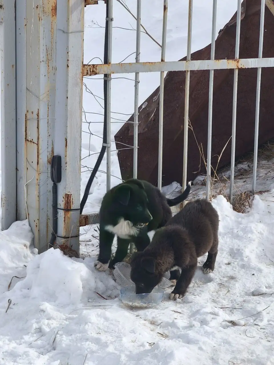Щенки с Политеха в Иркутске - Собаки (Животные) в Иркутск