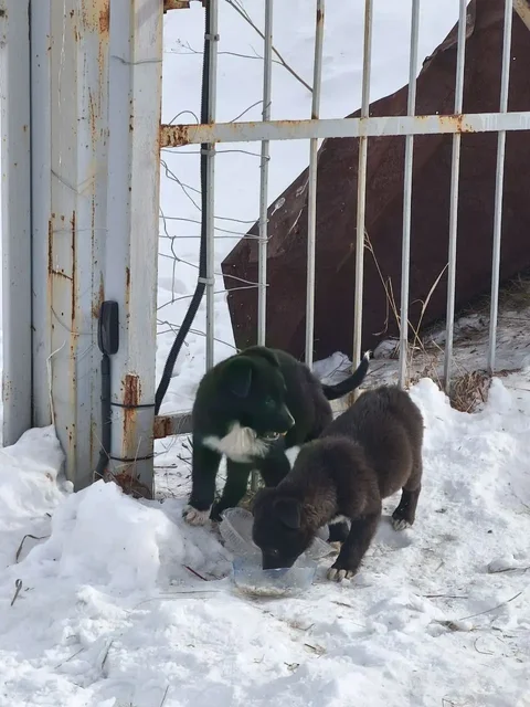 Щенки с Политеха в Иркутске - Корма и аксессуары для животных в Иркутск