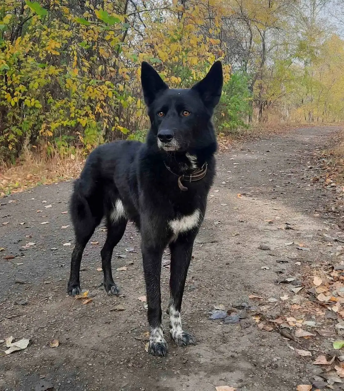 Потеряшка в Иркутске - Потерянные животные (Животные) в Иркутск