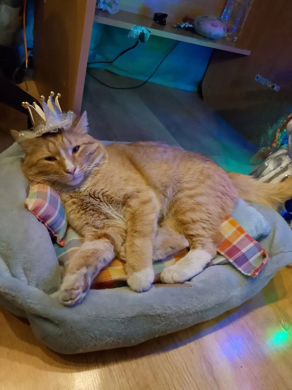 Потерялся кот в Иркутске, мкр Юбилейный - Потерянные животные (Животные) в Иркутск