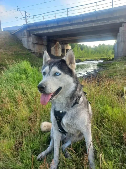 Пропала собака породы хаски по кличке Юна в Иркутске - Потерявшиеся животные в Иркутск