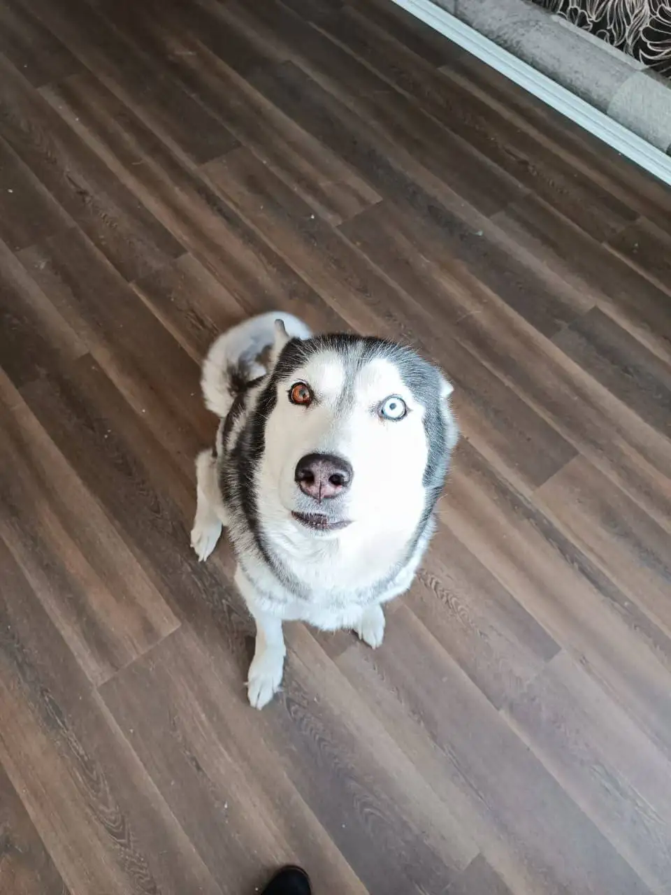 Пропала собака породы хаски по кличке Юна в Иркутске - Собаки (Животные) в Иркутск