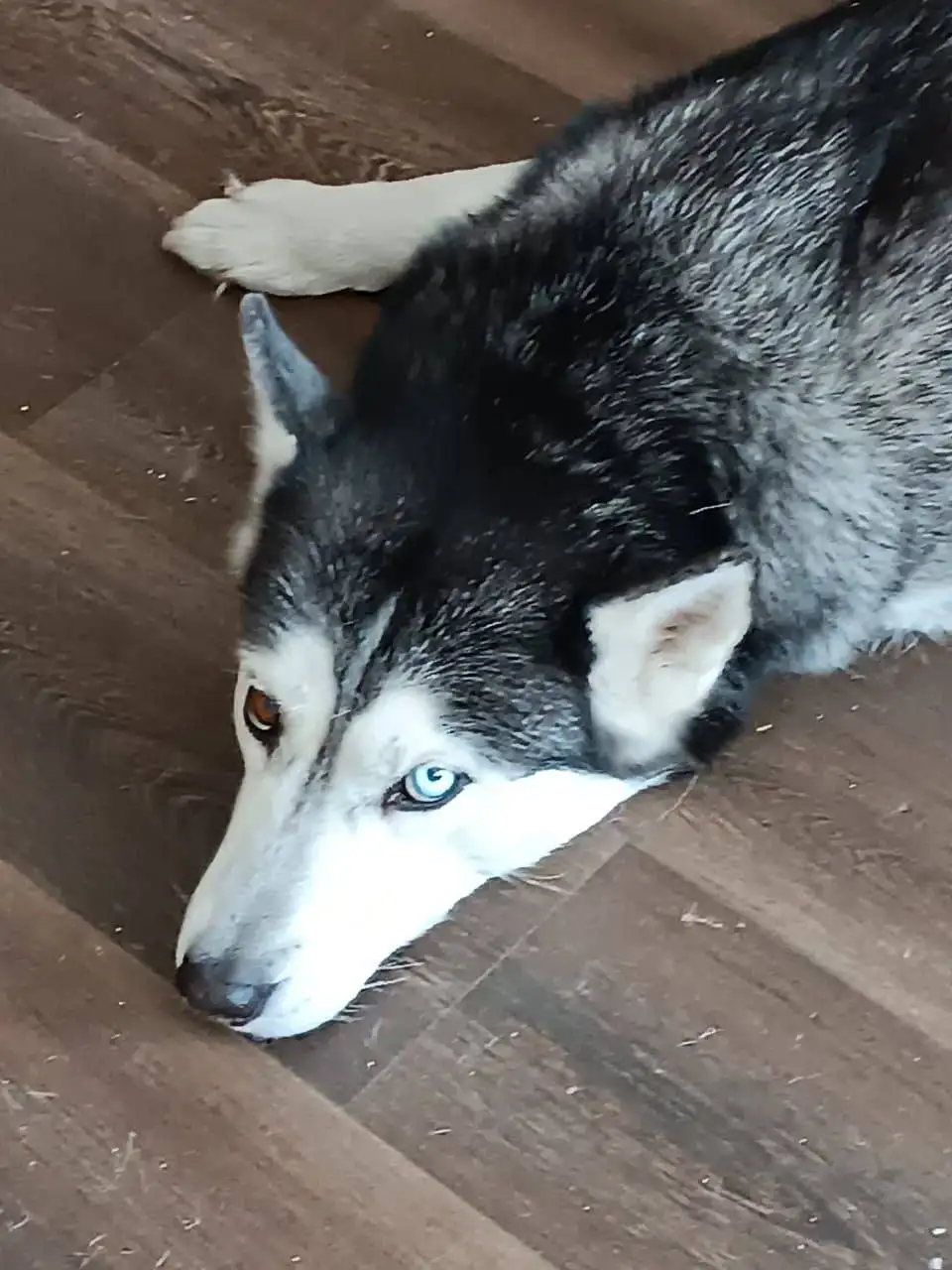 Пропала собака породы хаски по кличке Юна в Иркутске - Собаки (Животные) в Иркутск