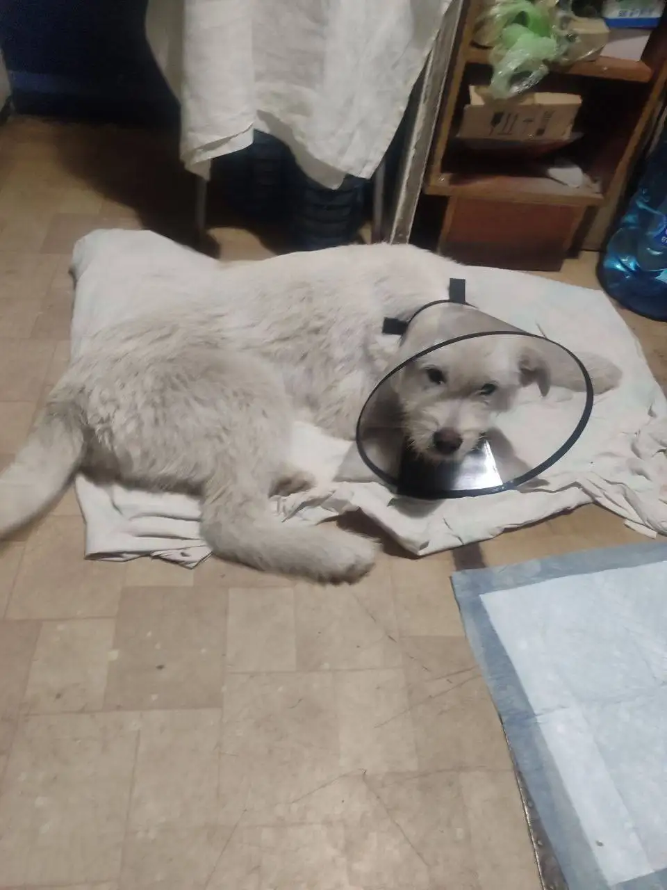Найденный пес в Иркутске - Животные в Иркутск