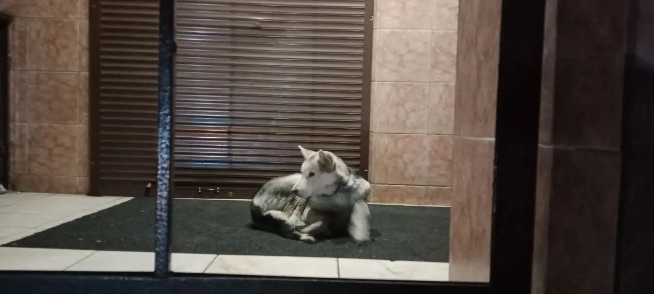 Найдена потерянная собака в Шелехове - Собаки (Животные) в Шелехов