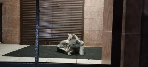 Найдена потерянная собака в Шелехове - частное объявление в Шелехов