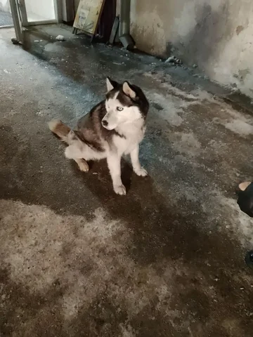 Пропавшее животное возле магазина Ассортимент - частное объявление в Иркутск