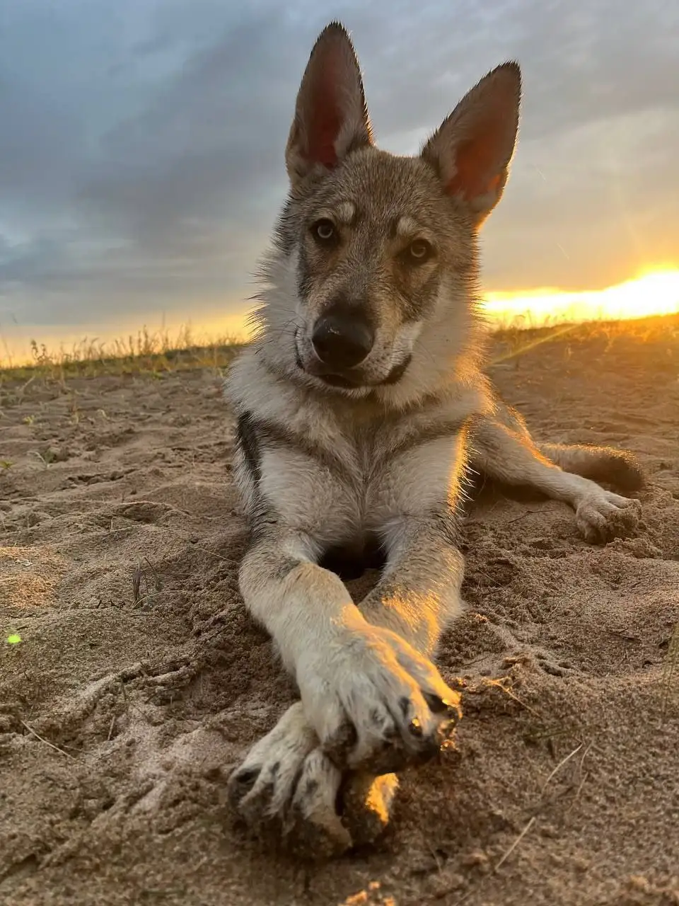 Потерялся пёс по кличке Деймон в Иркутске - Потерянные животные (Животные) в Иркутск