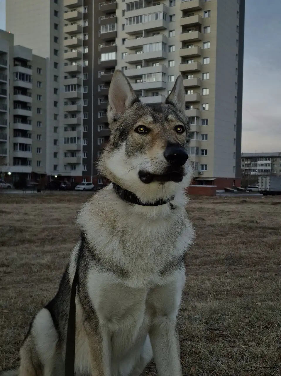 Потерялся пёс по кличке Деймон в Иркутске - Потерянные животные (Животные) в Иркутск