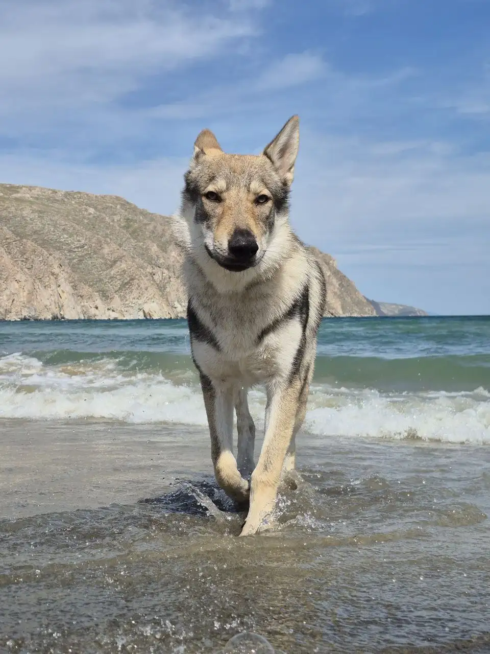 Потерялся пёс по кличке Деймон в Иркутске - Потерянные животные (Животные) в Иркутск