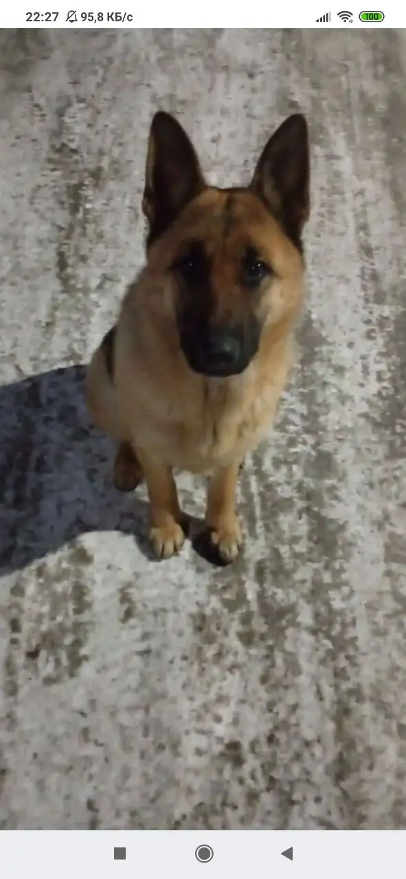 Найдена немецкая овчарка подросток в Ангарске - Собаки (Животные) в Ангарск