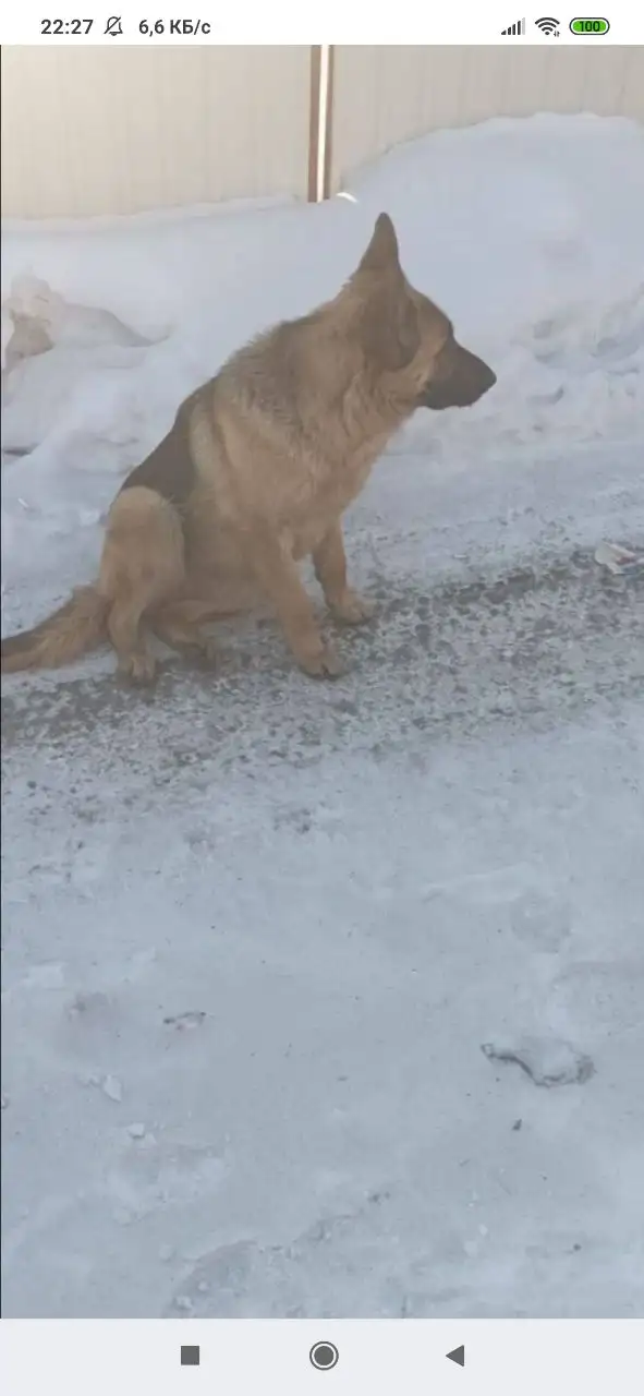 Найдена немецкая овчарка подросток в Ангарске - Собаки (Животные) в Ангарск