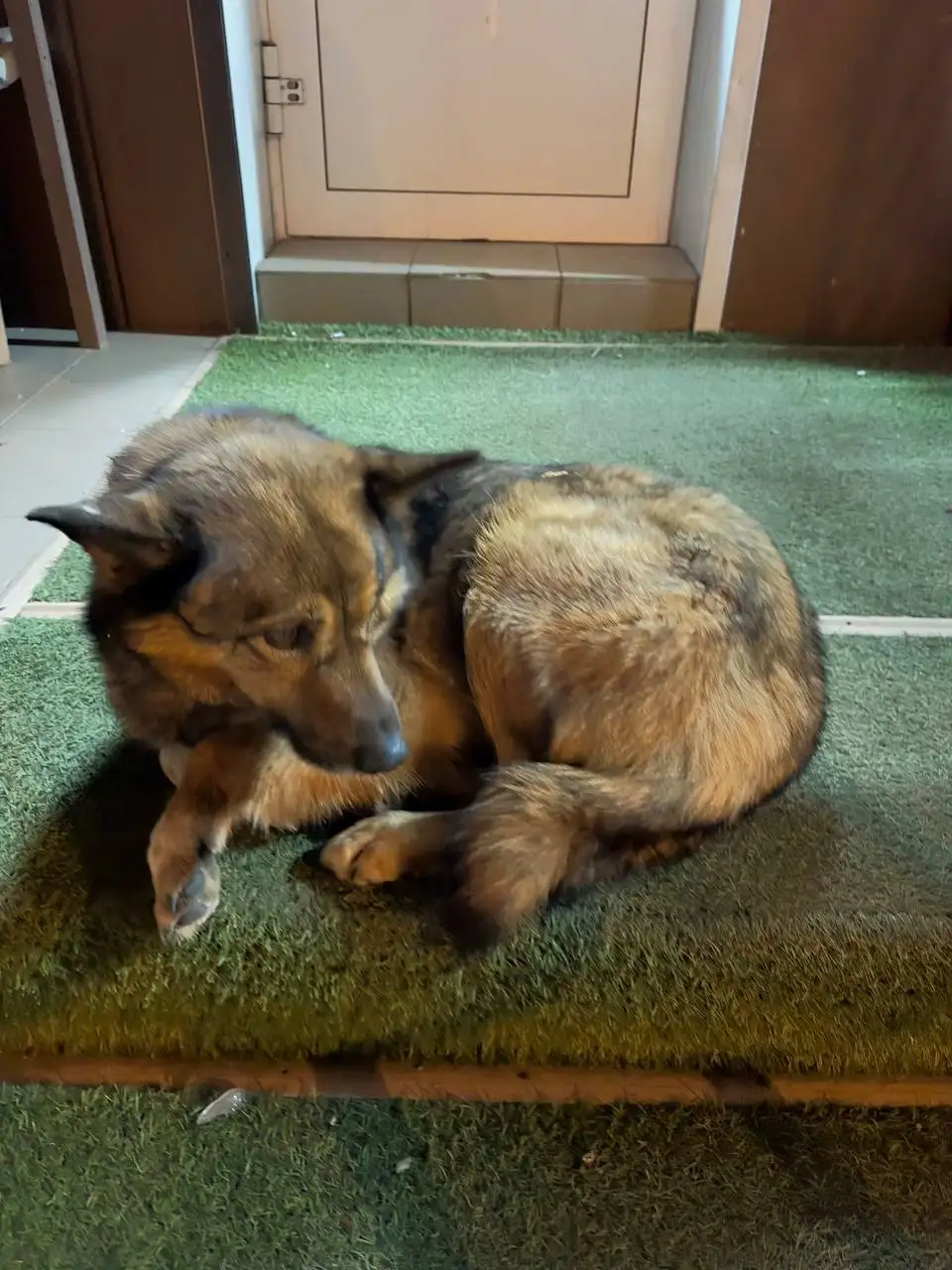 Потеряна девочка-животное в Иркутске - Животные в Иркутск