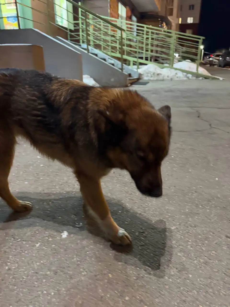 Потеряна девочка-животное в Иркутске - Животные в Иркутск