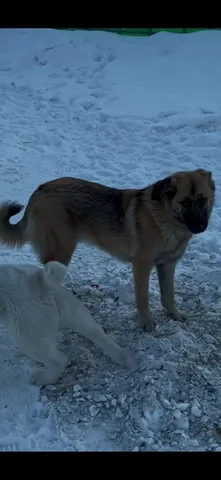Потерялась собака Шкура в Иркутске - Корма и аксессуары для животных в Иркутск