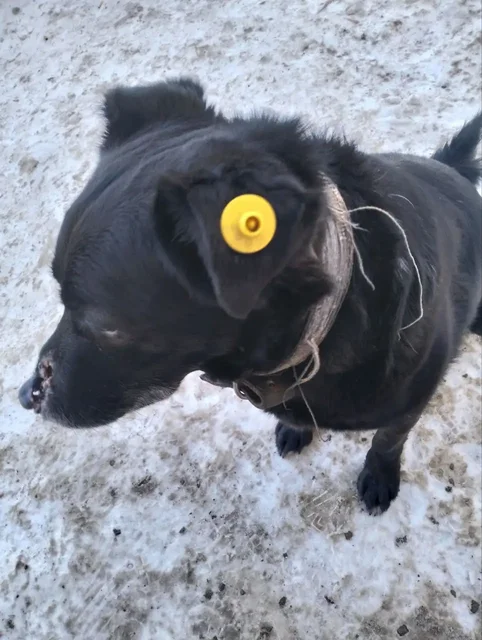 Помощь собаке в Иркутске - частное объявление в Иркутск