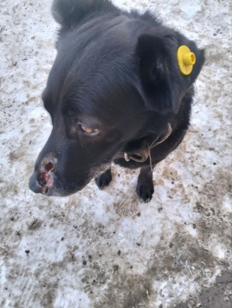 Помощь собаке в Иркутске - Собаки (Животные) в Иркутск