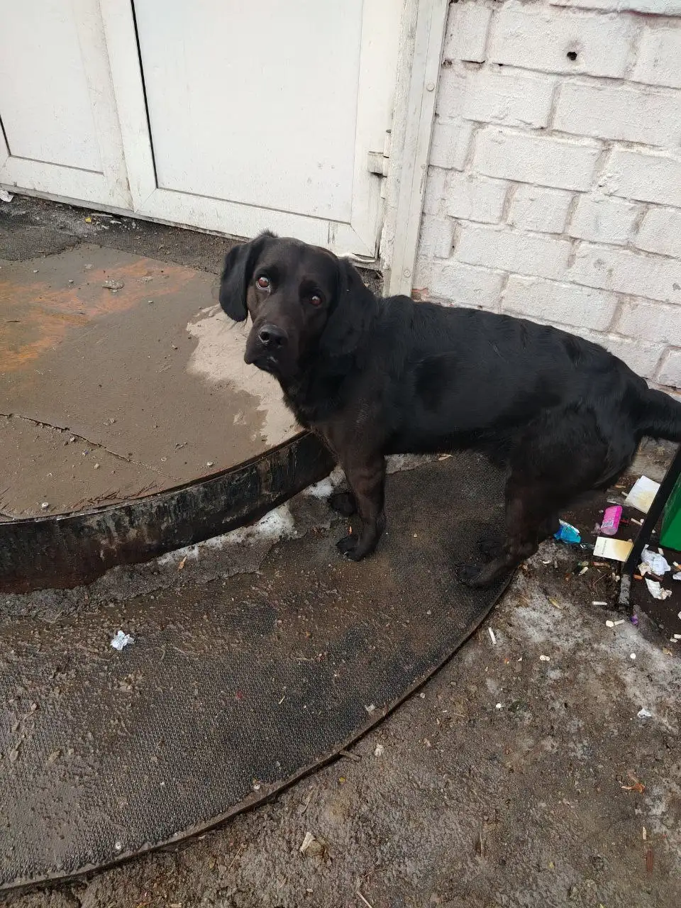 Потеряшка в Новоленино - Животные в Новоленино