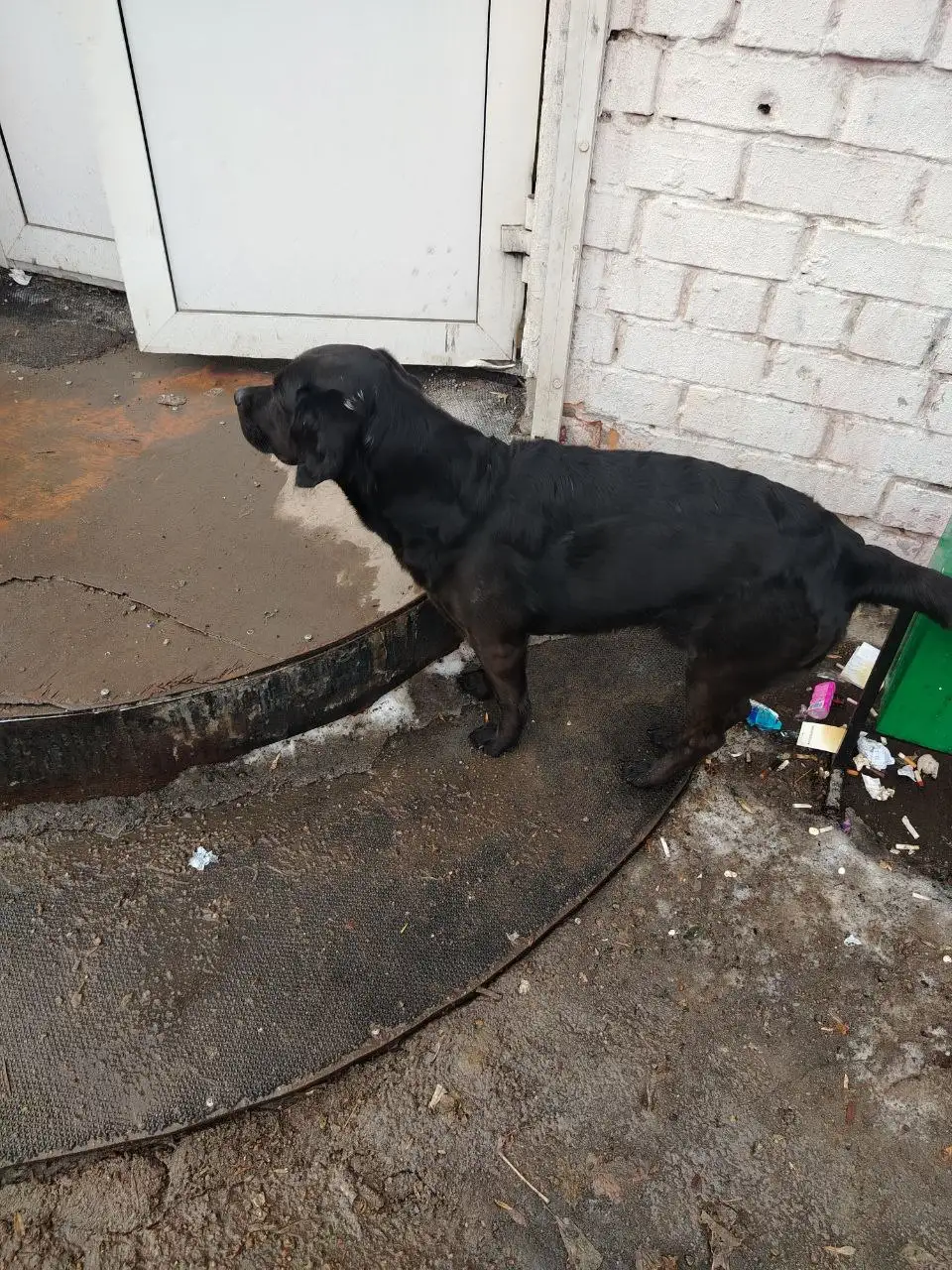 Потеряшка в Новоленино - Животные в Новоленино