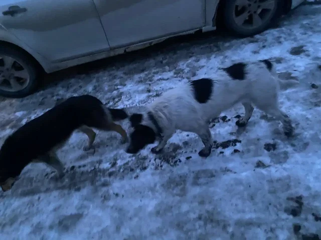 Найдены потерявшиеся собаки в Шелехове - частное объявление в Шелехов