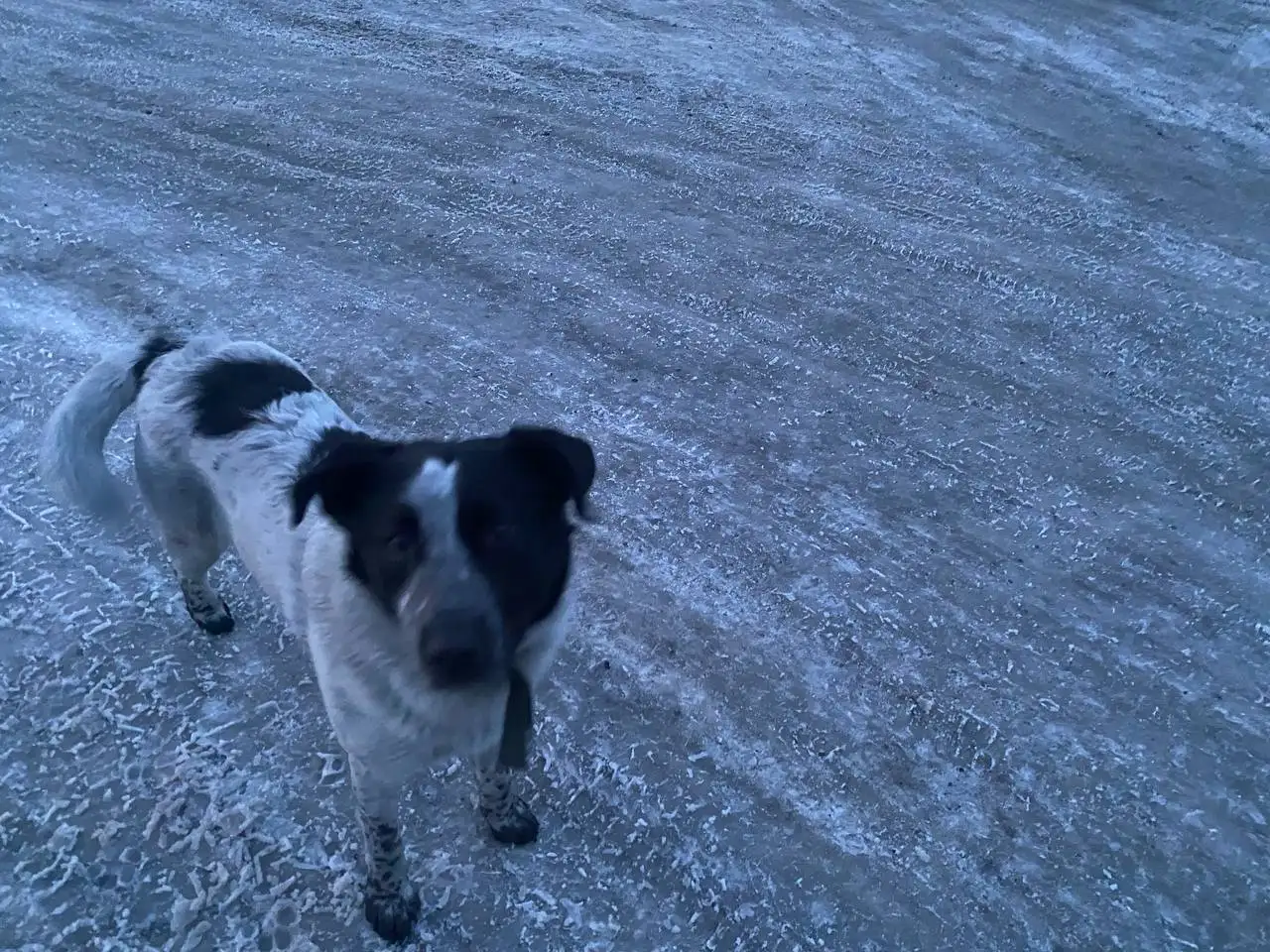 Найдены потерявшиеся собаки в Шелехове - Потерянные/найденные (Животные) в Шелехов