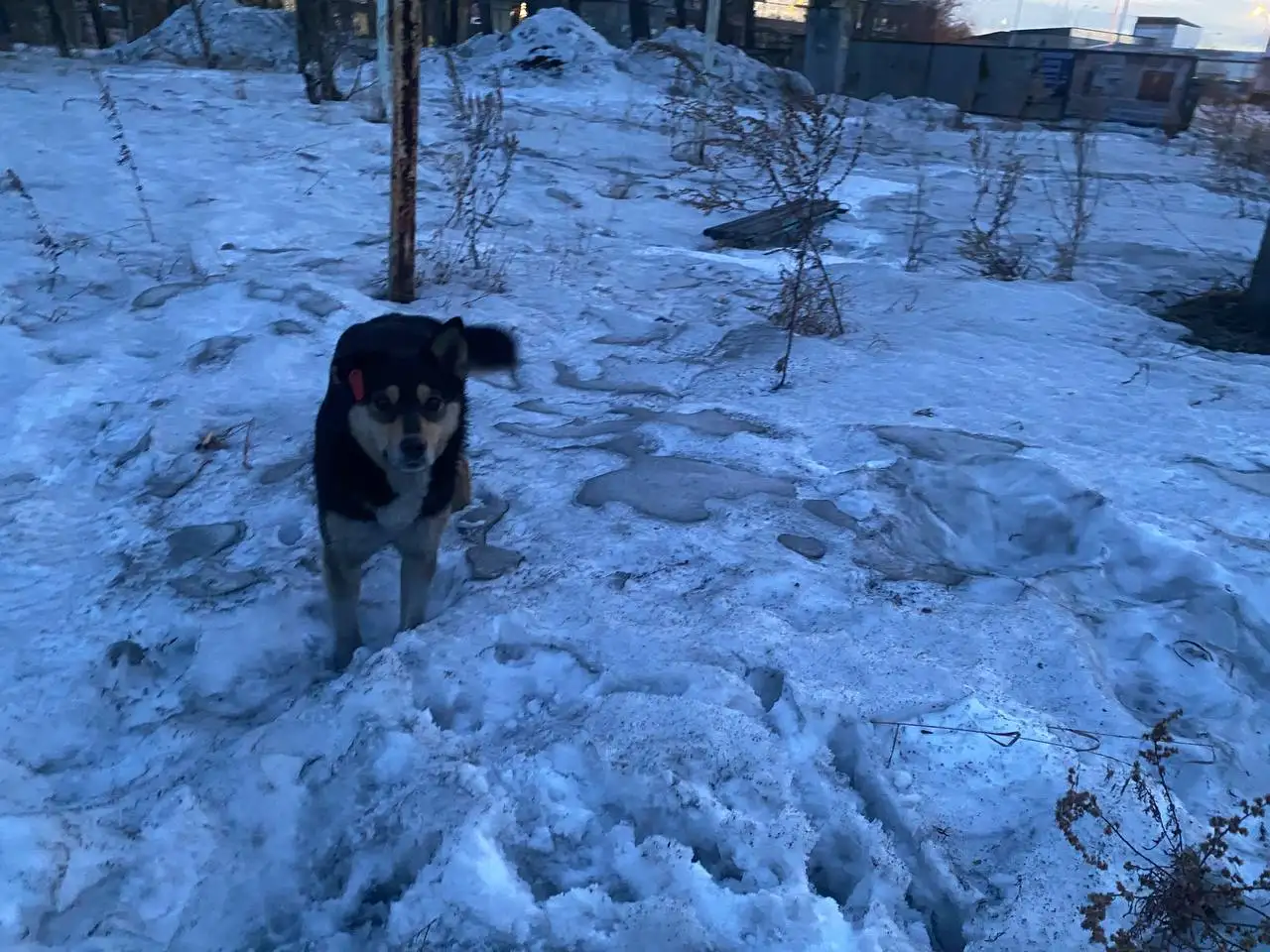 Найдены потерявшиеся собаки в Шелехове - Потерянные/найденные (Животные) в Шелехов