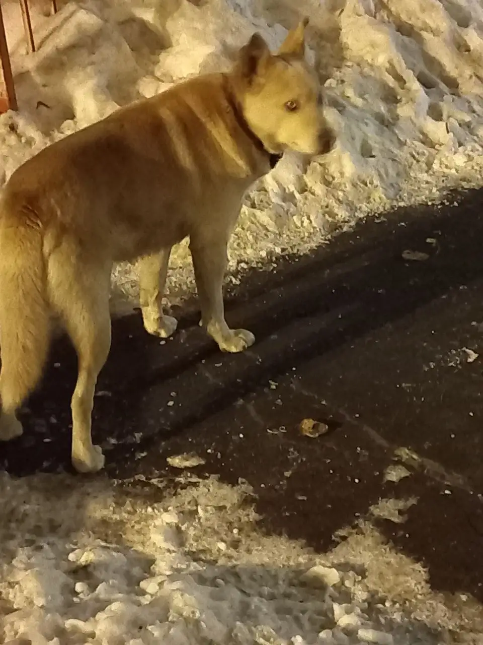 Потеряшка в Иркутске, мкр Университетский - Животные в Иркутск