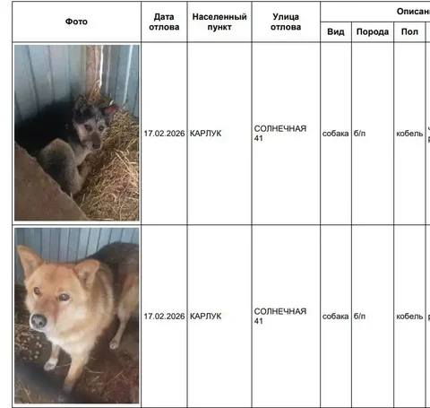 Карлук - собака в приюте в Усолье - Животные в Усолье