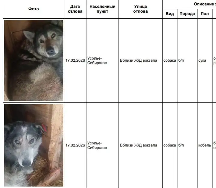 Потерянные собаки в приюте Усолья-Сибирского - Собаки (Животные) в Усолье-Сибирское