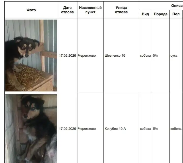 Отловленные собаки в приюте Черемхово - Собаки (Животные) в Черемхово